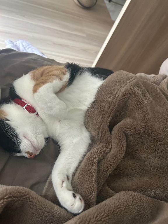 自慢したい🐈